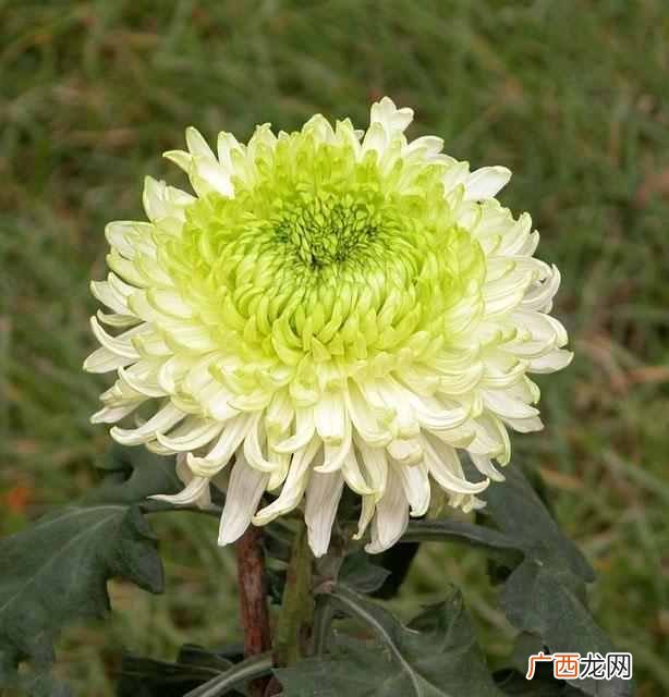 花中隐士是什么花？菊花，花中之隐士也
