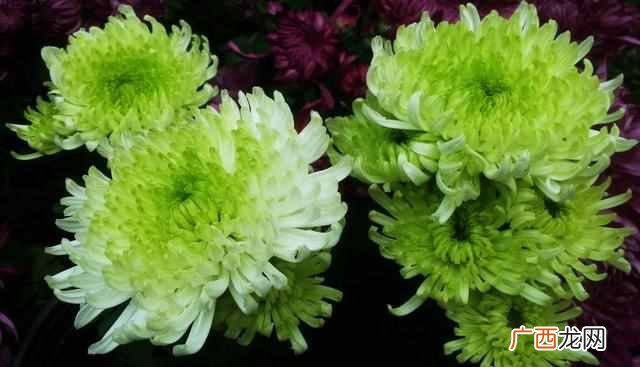 花中隐士是什么花？菊花，花中之隐士也