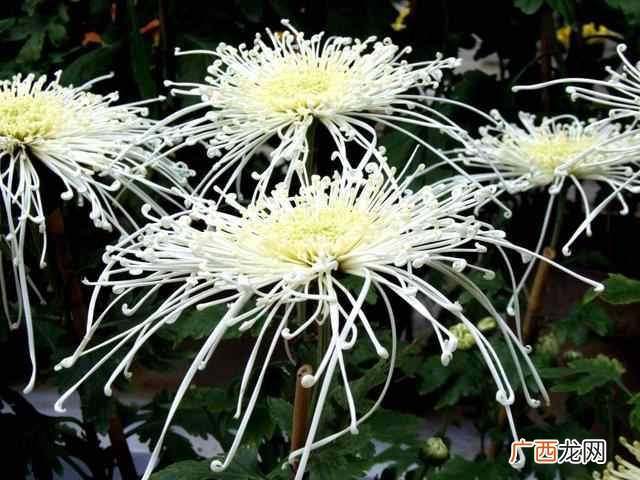 花中隐士是什么花？菊花，花中之隐士也