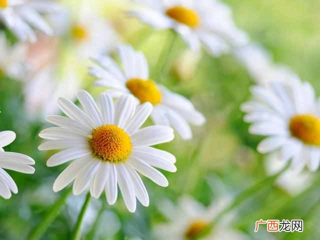 花中隐士是什么花？菊花，花中之隐士也
