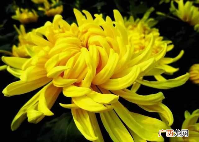 花中隐士是什么花？菊花，花中之隐士也
