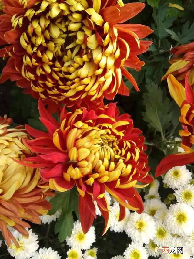 花中隐士是什么花？菊花，花中之隐士也