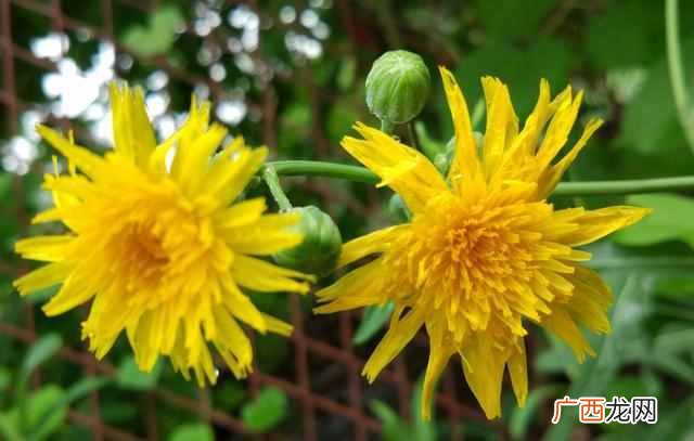 花中隐士是什么花？菊花，花中之隐士也