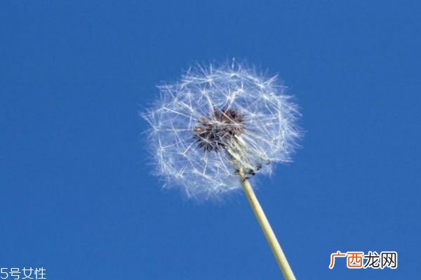 蒲公英治哪些妇科炎症蒲公英茶对女性的作用
