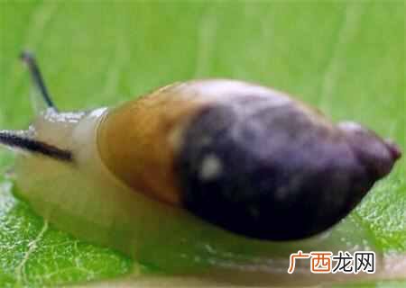 蜗牛吃什么食物？蜗牛怎么养