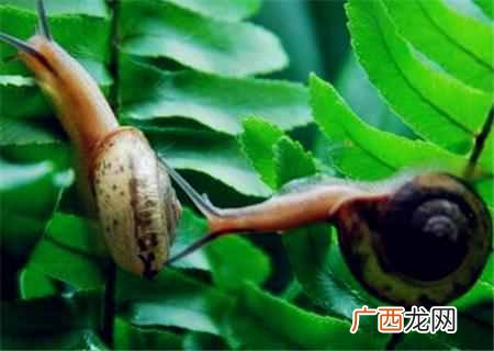 蜗牛吃什么食物？蜗牛怎么养