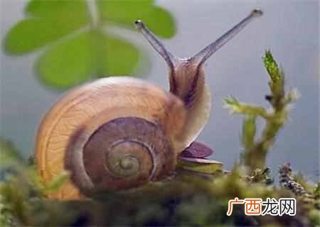 蜗牛吃什么食物？蜗牛怎么养