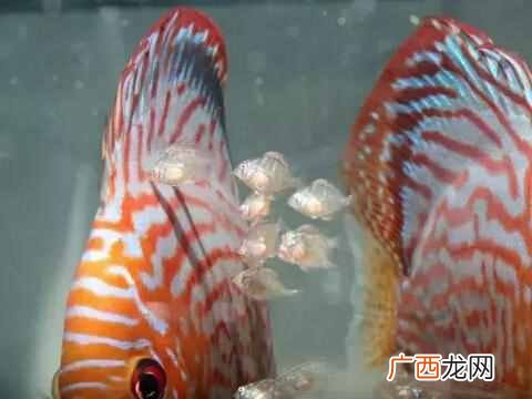 鱼苗吃什么食物好？