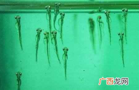 鱼苗吃什么食物好？