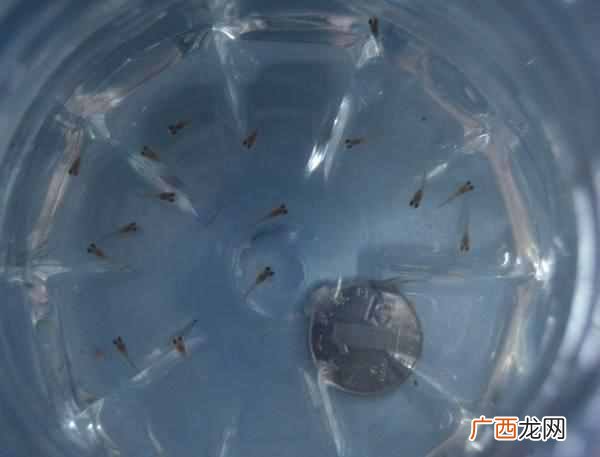 鱼苗吃什么食物好？