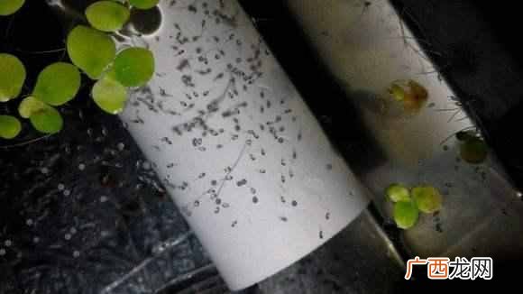 鱼苗吃什么食物好？