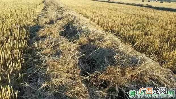 秸秆是什么农作物？如何利用秸秆做肥料