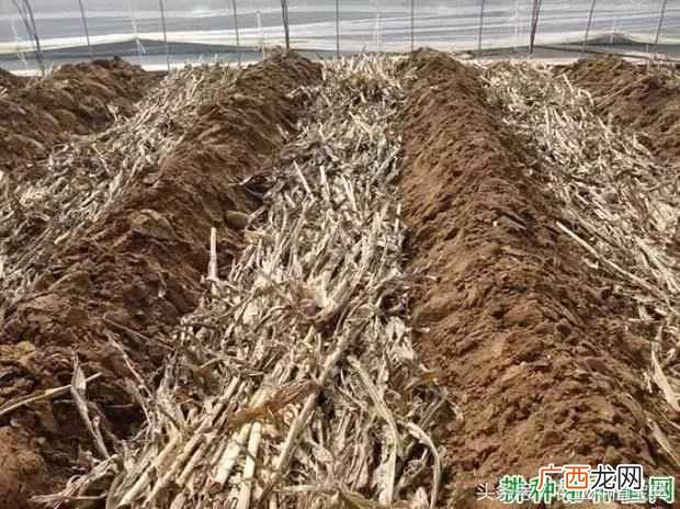 秸秆是什么农作物？如何利用秸秆做肥料