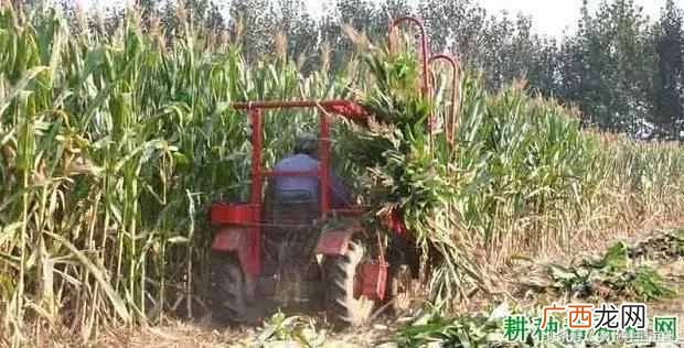 秸秆是什么农作物？如何利用秸秆做肥料