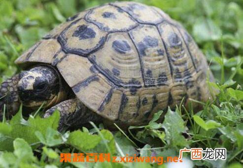 乌龟的功效和药用价值