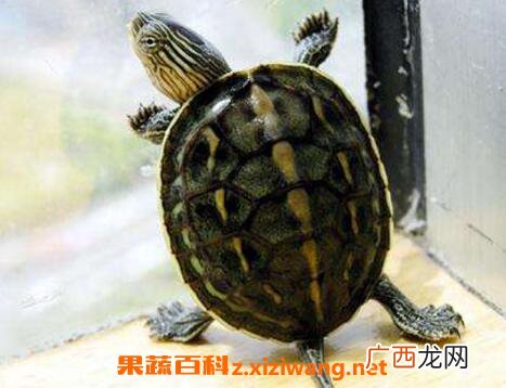 乌龟的功效和药用价值