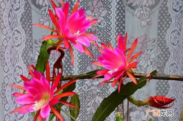 昙花昙花一现比喻意思？昙花什么时候开花