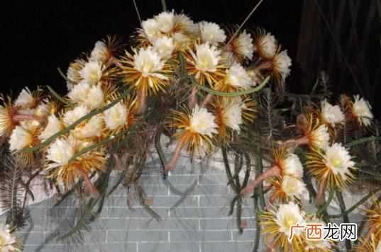 昙花昙花一现比喻意思？昙花什么时候开花