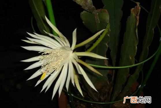 昙花昙花一现比喻意思？昙花什么时候开花