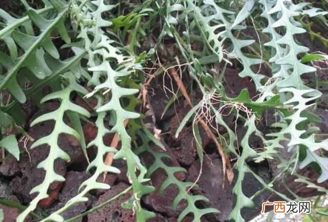 昙花昙花一现比喻意思？昙花什么时候开花