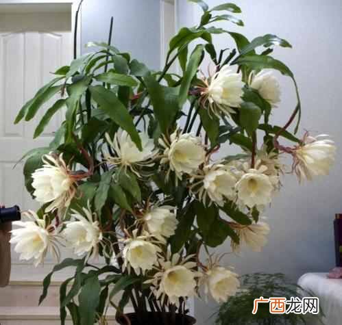 昙花昙花一现比喻意思？昙花什么时候开花