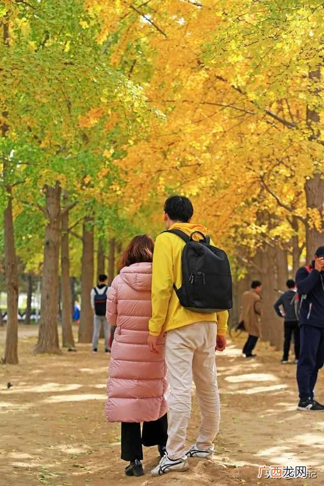 银杏是什么季节植物？银杏果的功效与作用你可