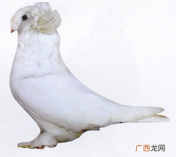 蛴螬养殖 蛋鹆子养殖技术.