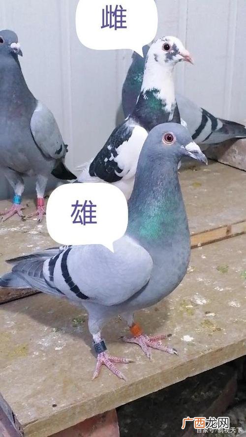 蛴螬养殖 蛋鹆子养殖技术.
