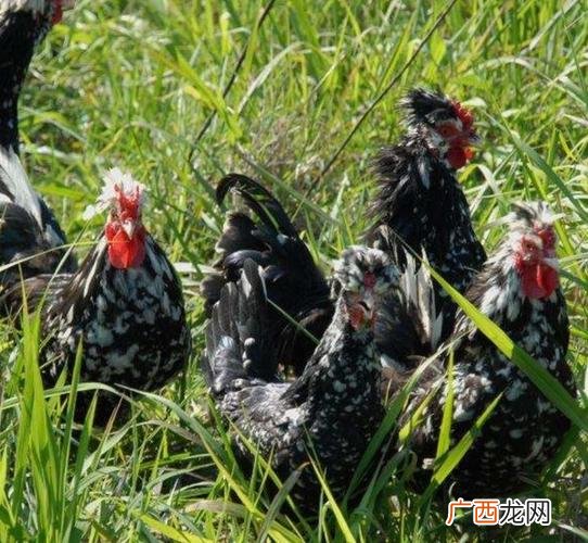 贵妃鸡种蛋 贵妃鸡怎么养殖技术