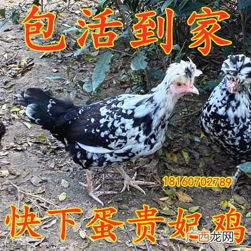 贵妃鸡种蛋 贵妃鸡怎么养殖技术