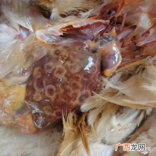 家里鸡的白血病沾人吗 鸡白血病检疫技术规范