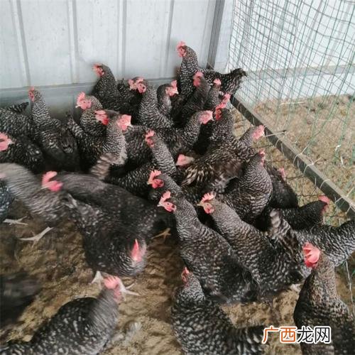 土鸡放养技术 炉花鸡的养殖技术