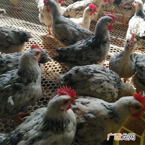 土鸡放养技术 炉花鸡的养殖技术