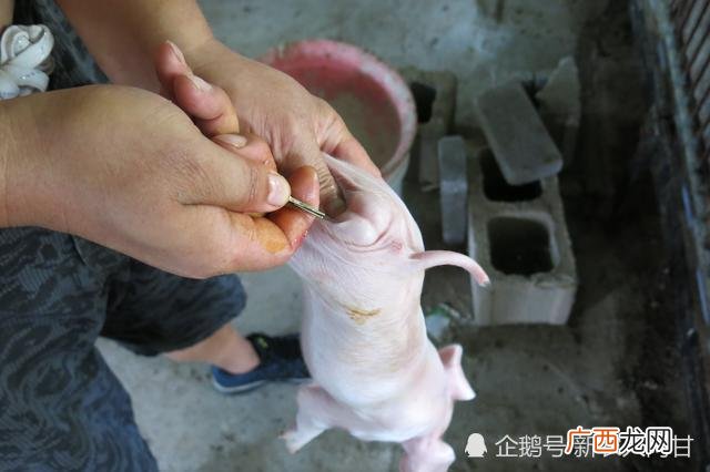 仔猪去势注意什么 母仔猪药物去势技术