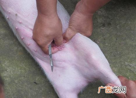 仔猪去势注意什么 母仔猪药物去势技术