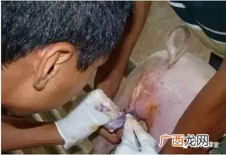 仔猪去势注意什么 母仔猪药物去势技术
