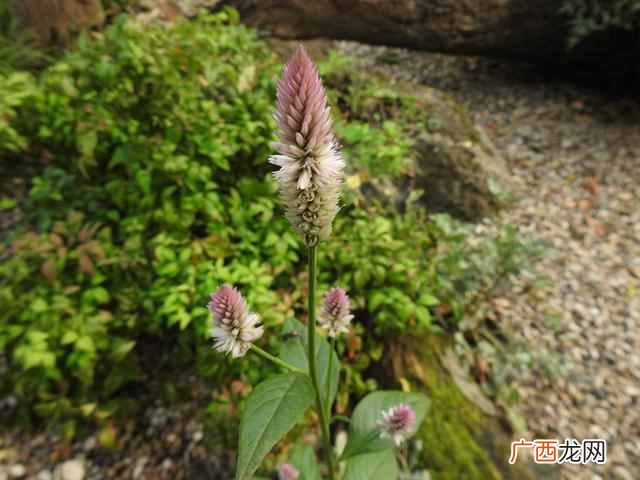 十月开什么花？农历十月开的花有哪些？
