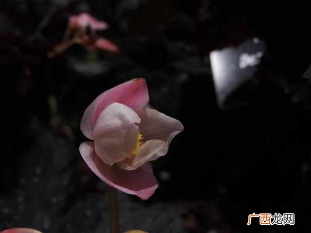 十月开什么花？农历十月开的花有哪些？