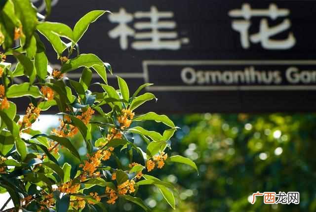 十月开什么花？农历十月开的花有哪些？