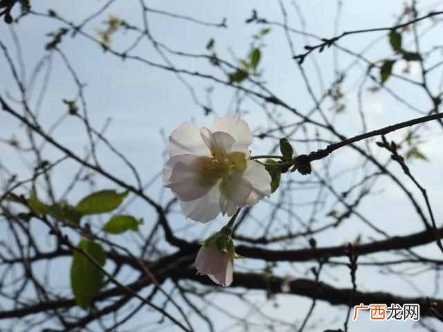 十月开什么花？农历十月开的花有哪些？