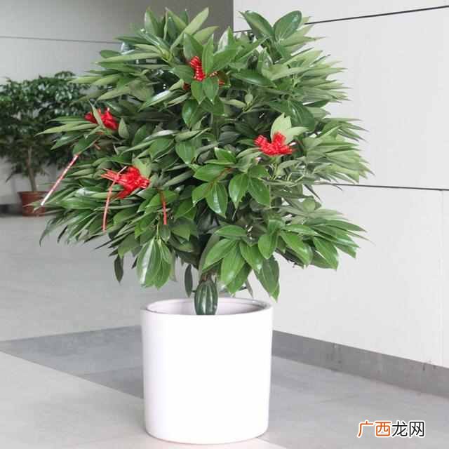 乔迁之喜送什么花合适？这三种花包你喜欢