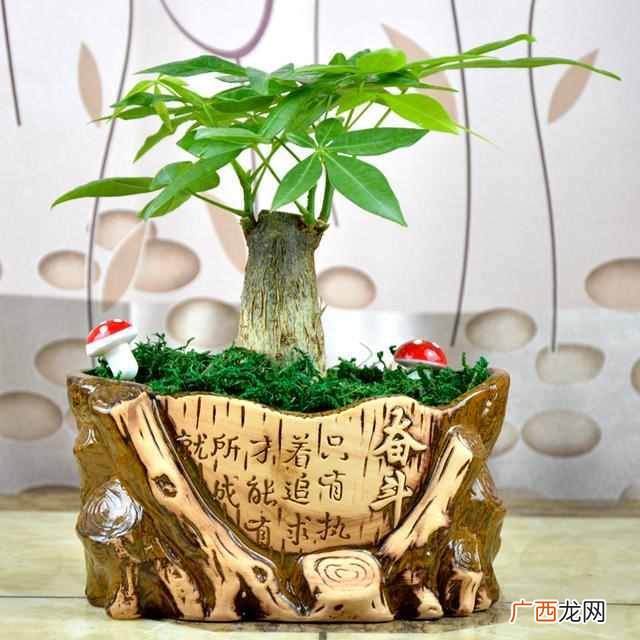 乔迁之喜送什么花合适？这三种花包你喜欢