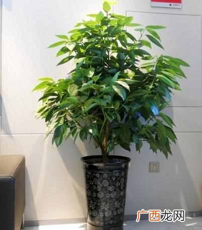 乔迁之喜送什么花合适？这三种花包你喜欢