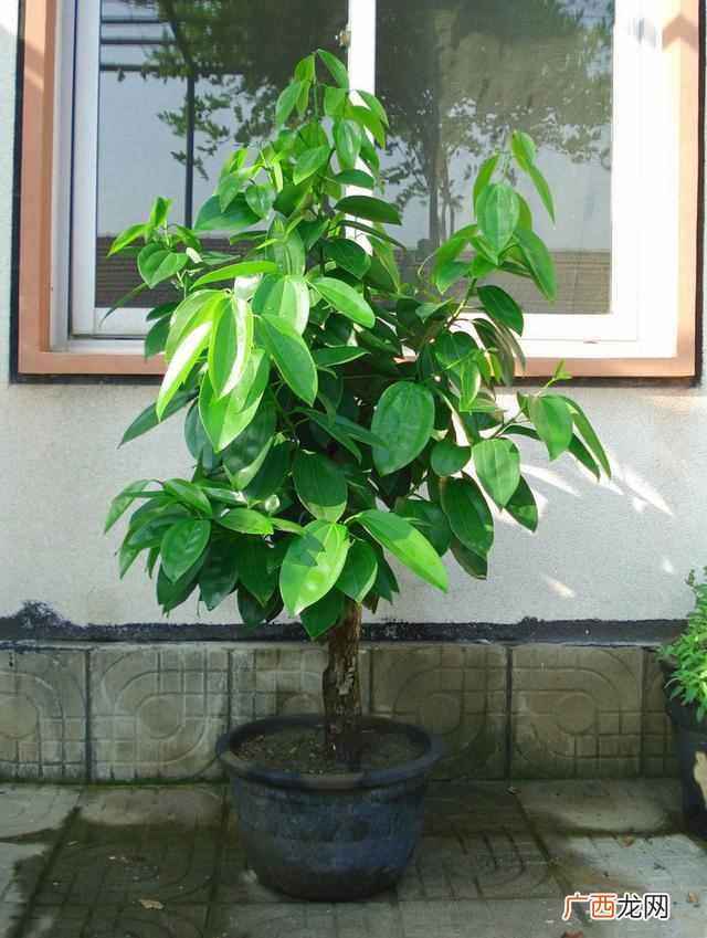 乔迁之喜送什么花合适？这三种花包你喜欢