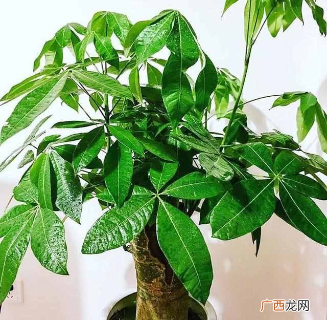 乔迁之喜送什么花合适？这三种花包你喜欢
