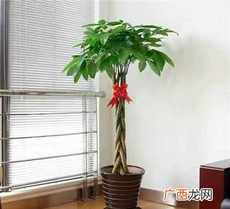 乔迁之喜送什么花合适？这三种花包你喜欢