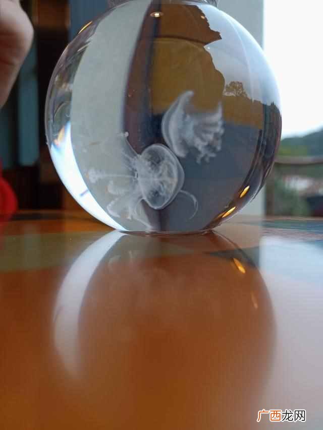水母是什么动物?水母怎么养