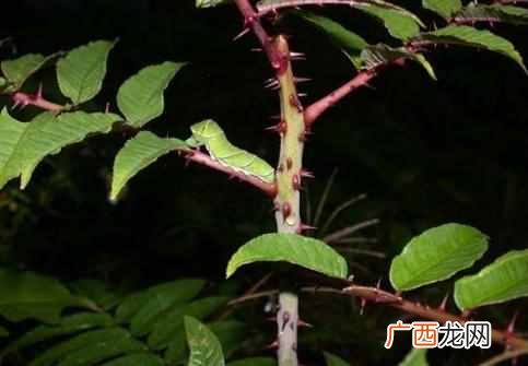 成语：望洋兴叹是什么意思，今天终于明白了