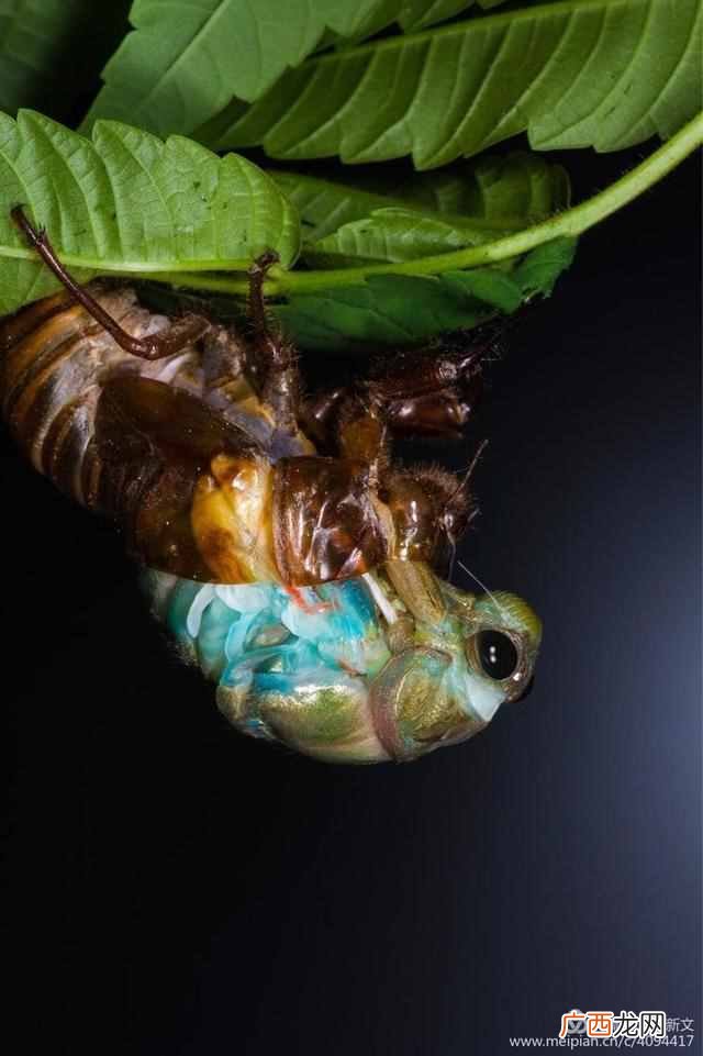 金蝉脱壳是什么意思？金蝉脱壳的全过程，你一