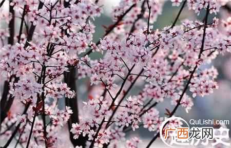 桃李满天下是什么意思？成语桃李满天下出自哪